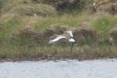 Black-tailed Godwit, Fetlar Shetland, Scotland, May 2004 - click for larger image