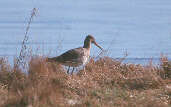 Black-tailed Godwit, Musselburgh, Scotland, March 2001 - click for larger image