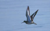 Black-tailed Godwit, Musselburgh, Scotland, March 2001 - click for larger image