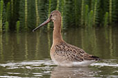 Black-tailed Godwit, Minsmere, Suffolk, England, August 2015 - click for larger image