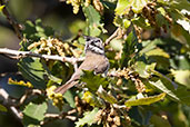 Crested Tit, Huerta Grand, Andalucia, Spain, April 2022 - click for larger image