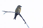 Red Crossbill, Castilla y Leon, Spain, May 2022 - click for larger image