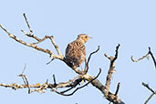 Woodlark, Andalucia, Spain, May 2022 - click for larger image
