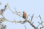 Woodlark, Andalucia, Spain, May 2022 - click for larger image