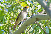 Common Nightingale, Ourika Valley, Morocco, April 2014 - click for larger image