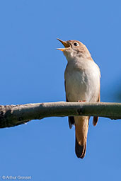 Common Nightingale, Ourika Valley, Morocco, April 2014 - click for larger image