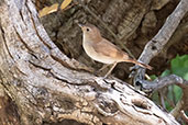 Common Nightingale, Monfrague NP, Spain, May 2022 - click for larger image