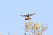 Bluethroat, Sierra de Gredos, Castilla y León, Spain, May 2022 - click for larger image