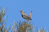 Bluethroat, Sierra de Gredos, Castilla y León, Spain, May 2022 - click for larger image