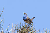 Bluethroat, Sierra de Gredos, Castilla y León, Spain, May 2022 - click for larger image