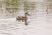 Marbled Teal, Oued Massa, Morroco, May 2014 - click for larger image