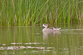 Marbled Teal, Oued Massa, Morroco, May 2014 - click for larger image