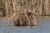 Marbled Teal, Coto Doñana, Spain, May 2022 - click for larger image