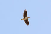 Calandra Lark, Extremadura, Spain, May 2022 - click for larger image