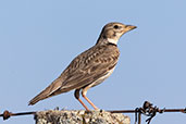 Calandra Lark, Extremadura, Spain, May 2022 - click for larger image