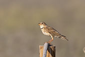 Calandra Lark, Catalunya, Spain, May 2022 - click for larger image