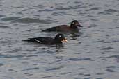 Male and Female Velvet Scoter, Musselburgh, Lothian, Scotland, November 2002 - click for larger image