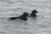 Male Velvet Scoter, Musselburgh, Lothian, Scotland, November 2002 - click for larger image