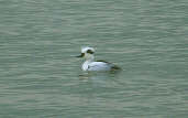 Male Smew, Flevoland, Netherlands, February 2001 - click for larger image