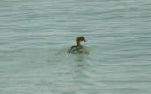 Female Smew, Flevoland, Netherlands, February 2001 - click for larger image