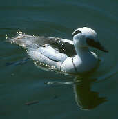 Male Smew (Captive Bird), WWT Barnes, London, June 2001 - click for larger image