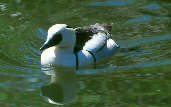 Male Smew (Captive Bird), WWT Barnes, London, June 2001 - click for larger image