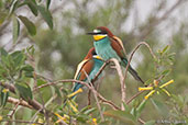 European Bee-eater, Oued Massa, Morocco, May 2014 - click for larger image