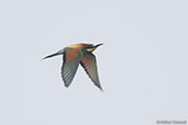 European Bee-eater, Oued Massa, Morocco, May 2014 - click for larger image
