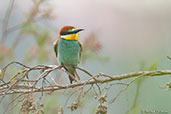 European Bee-eater, Oued Massa, Morocco, May 2014 - click for larger image