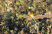 European Bee-eater, Andalucia, Spain, May 2022 - click for larger image