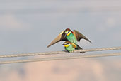 European Bee-eater, Catalunya, Spain, May 2022 - click for larger image