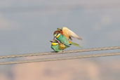 European Bee-eater, Catalunya, Spain, May 2022 - click for larger image