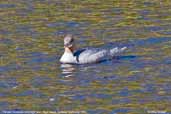 Female Goosander, River Tweed, The Borders, Scotland, September 2005 - click for larger image