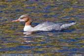 Female Goosander, River Tweed, The Borders, Scotland, September 2005 - click for larger image