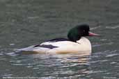 Male Goosander, Blackford Pond, Edinburgh, Scotland, January 2006 - click for larger image