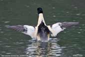 Male Goosander, Blackford Pond, Edinburgh, Scotland, January 2006 - click for larger image