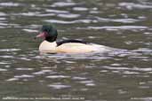 Male Goosander, Blackford Pond, Edinburgh, Scotland, January 2006 - click for larger image