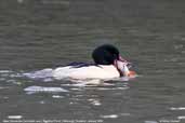 Male Goosander, Blackford Pond, Edinburgh, Scotland, January 2006 - click for larger image