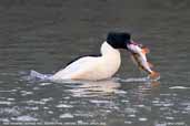 Male Goosander, Blackford Pond, Edinburgh, Scotland, January 2006 - click for larger image