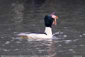 Male Goosander, Blackford Pond, Edinburgh, Scotland, January 2006 - click for larger image