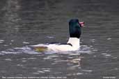 Male Goosander, Blackford Pond, Edinburgh, Scotland, January 2006 - click for larger image