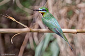 Blue-cheeked Bee-eater, Merzouga, Morocco, April 2014 - click for larger image