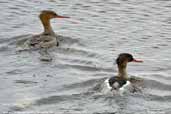 Male and female Red-breasted Merganser, Yell, Shetland, Scotland, May 2004 - click for larger image