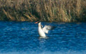 Male Red-breasted Merganser, Tyninghame, Scotland, January 2001 - click for larger image