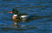 Male Red-breasted Merganser,Musselburgh, Scotland, February 2001 - click for larger image