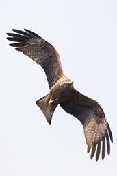 Black Kite, Coto Doñana, Spain, March 2018 - click for larger image