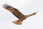 Black Kite, Coto Doñana, Spain, March 2018 - click for larger image