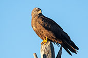 Black Kite, Monfragüe NP, Spain, March2018 - click for larger image