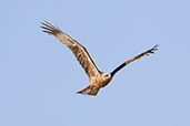 Black Kite, Andalucia, Spain, May 2022 - click for larger image