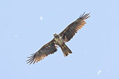 Black Kite, Catalunya, Spain, May 2022 - click for larger image